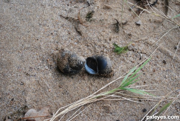 Snail Shells